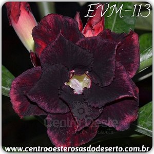 Rosa do Deserto Muda de Enxerto - EVM-113 - Flor Dobrada
