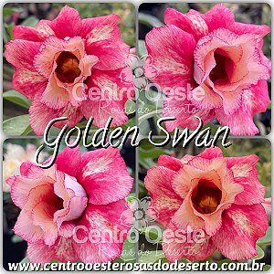 Rosa do Deserto Muda de Enxerto - Golden Swan - Flor Dobrada