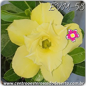 Rosa do Deserto Muda de Enxerto - EVM-058 - Flor Dobrada 