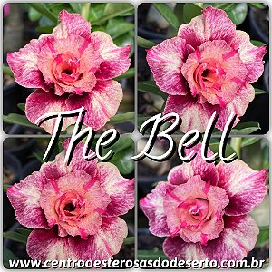 Rosa do Deserto Muda de Enxerto - The Bell - Flor Dobrada