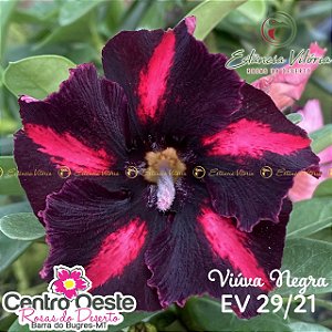 Rosa do Deserto Enxerto - EV-029 - Viúva Negra