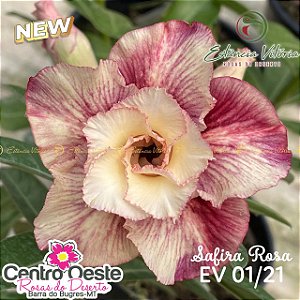 Rosa do Deserto Enxerto - EV-001 Safira Rosa