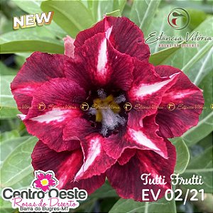 Rosa do Deserto Enxerto - Ev-002 Tutti Frutti