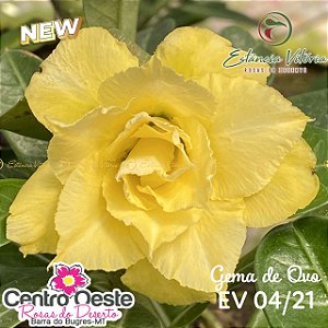 Rosa do Deserto Enxerto - EV-004 Gema de Ovo