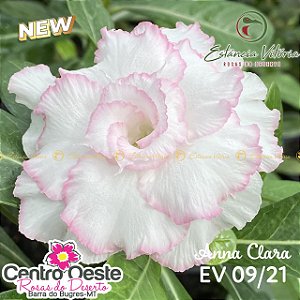 Rosa do Deserto Enxerto - EV-009 Anna Clara