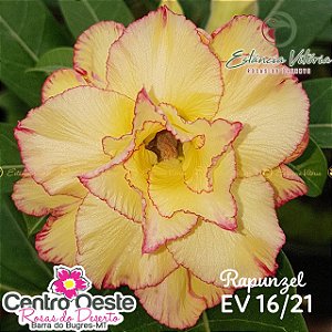 Rosa do Deserto Enxerto - EV-016 Rapunzel