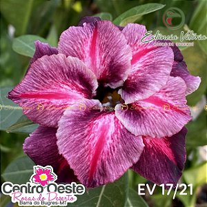 Rosa do Deserto Enxerto - EV-017