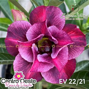 Rosa do Deserto Enxerto - EV-022