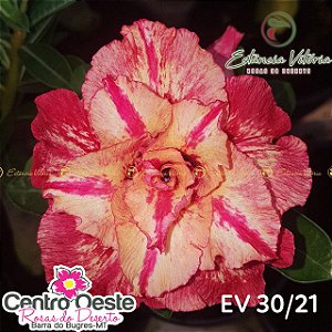 Rosa do Deserto Enxerto EV-030