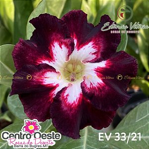 Rosa do Deserto Enxerto EV-033