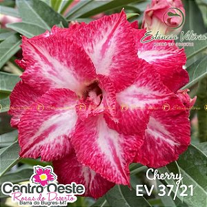 Rosa do Deserto Enxerto EV-037 Cherry