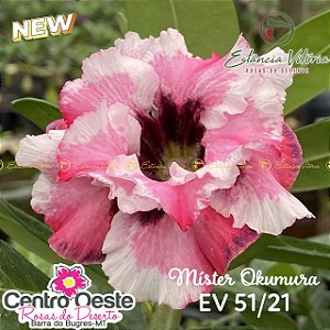 Rosa do Deserto Enxerto EV-051 Mister Okumura