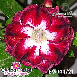 Rosa do Deserto Enxerto EV-144