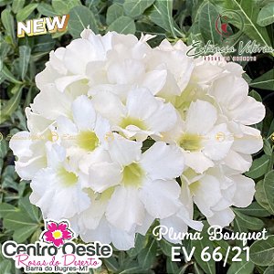 Rosa do Deserto Enxerto EV-066 Pluma Bouquet (Pequena)