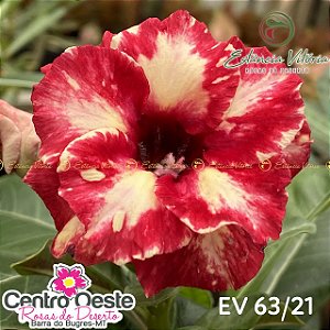 Rosa do Deserto Enxerto EV-063