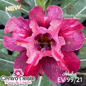 Rosa do Deserto Enxerto EV-099 Aloha