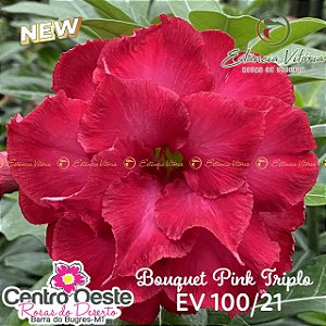 Rosa do Deserto Enxerto EV-100 Bouquet Pink Triplo