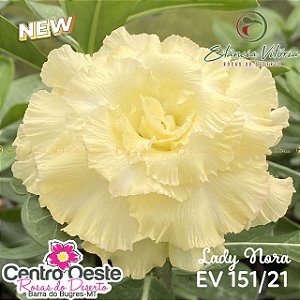 Rosa do Deserto Enxerto EV-151 Lady Nora