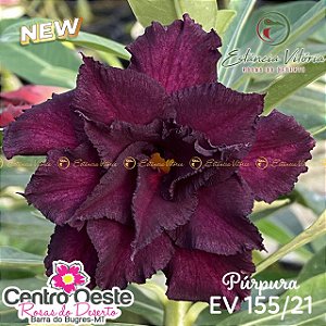 Rosa do Deserto Enxerto EV-155 Púrpura