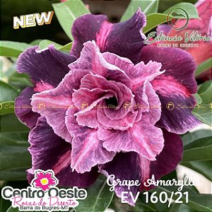 Rosa do Deserto Enxerto EV-160 Grape Amaryllis