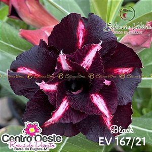 Rosa do Deserto Enxerto EV-167 Black