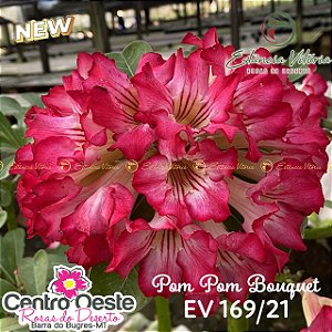 Rosa do Deserto Enxerto EV-169 Pom Pom Bouquet