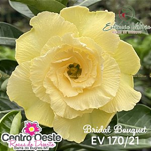 Rosa do Deserto Enxerto EV-170 Bridal Bouquet