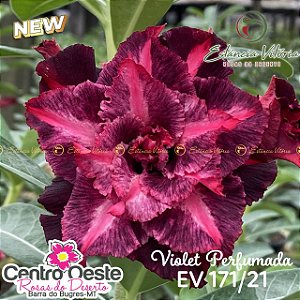 Rosa do Deserto Enxerto EV-171 Violet Perfumada