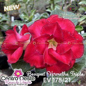 Rosa do Deserto Enxerto EV-178 Bouquet Vermelho Triplo