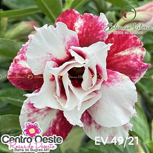 Rosa do Deserto Enxerto EV-049