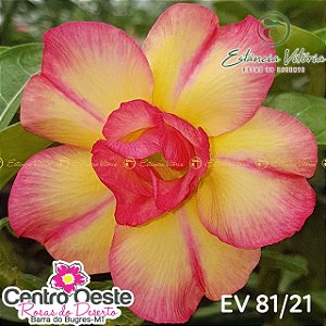 Rosa do Deserto Enxerto EV-081