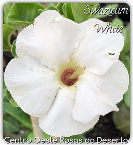 Rosa do Deserto Enxerto Swazicum White