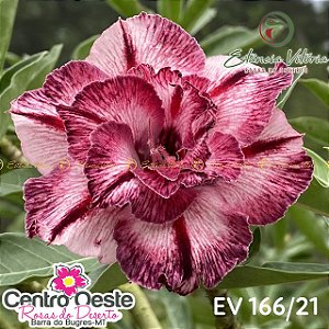 Rosa do Deserto Enxerto - EV-166