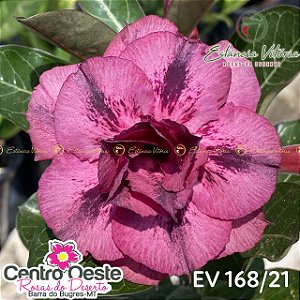 Rosa do Deserto Enxerto - EV-168