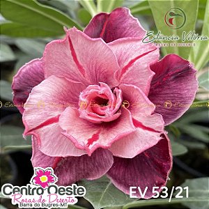 Rosa do Deserto Enxerto EV-053