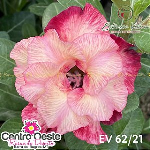 Rosa do Deserto Enxerto - EV-062