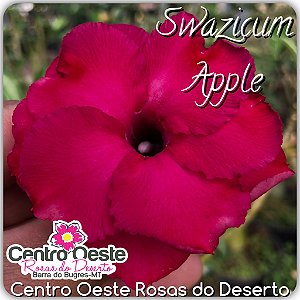 Rosa do Deserto Enxerto - Swazicum Apple