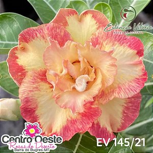 Rosa do Deserto Enxerto EV-145