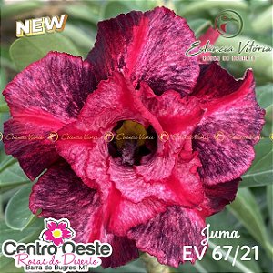 Rosa do Deserto Enxerto - EV-067 Juma