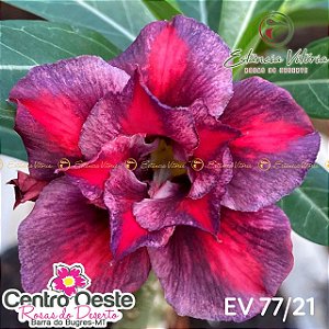 Rosa do Deserto Enxerto - EV-077