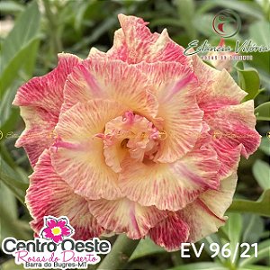 Rosa do Deserto Enxerto - EV-096