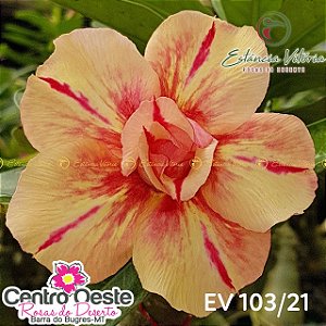 Rosa do Deserto Enxerto - EV-103