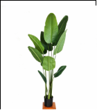 YS002 1.9米胶布旅人蕉 11叶