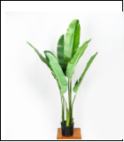 YS001 1.2米裂口旅人蕉 7叶