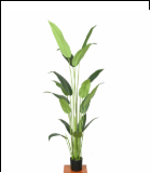 1583 1.4米天堂鸟 17叶