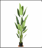 1581 1.9米天堂鸟 24叶