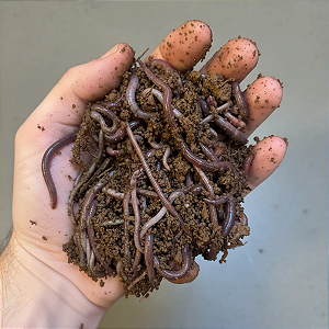 Minhocas Africanas Para Pesca 150 unidades