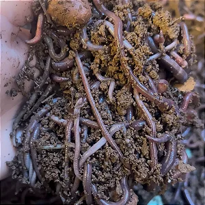 Minhocas Africanas Para Pesca - 1 LITRO