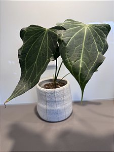 Anth. A. Clarinervium x Pedatoradiatum “Delta Force”