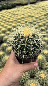 Assento de sogra - Echinocactus grusonii